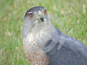 Sharp Shinned Coopers Hawk