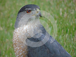 Sharp Shinned Coopers Hawk