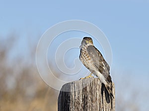 Sharp-shinned Hawk