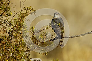 Sharp Shinned Hawk