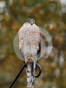 Sharp shinned hawk
