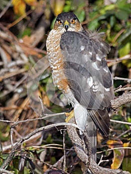 Sharp-shinned Hawk