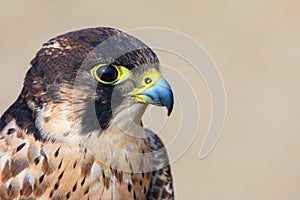 Eleonora's falcon (Falco eleonorae) closeup portrait. photo