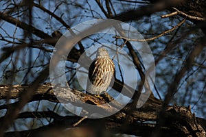 Sharp-shinned Hawk Accipiter striatus