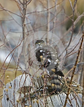 Sharp-shinned hawk bird raptor wildlife feeding