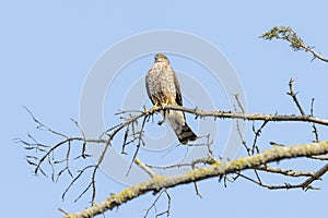 Sharp-shinned Hawk