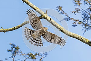 Sharp-shinned Hawk