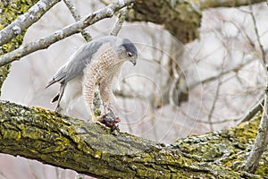 Sharp-shinned Hawk