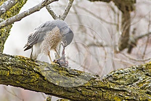 Sharp-shinned Hawk