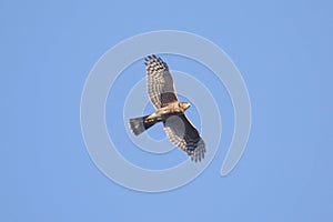 Sharp-shinned Hawk In Flight