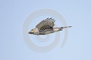 Sharp-shinned Hawk In Flight