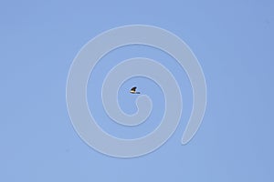 Sharp-Shinned Hawk in Flight