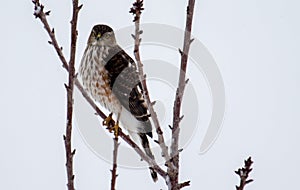 Sharp-shinned Hawk perched in a tree