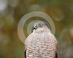 Sharp-shinned hawk portrait