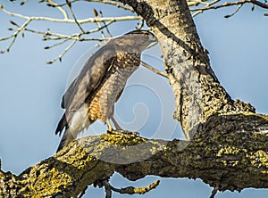 Sharp Shinned Hawk at the Sacramento National Wildlife Refuge