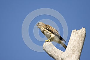 Sharp-shinned Hawk screaming