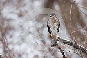 Sharp shinned Hawk Searching Prey