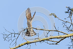 Sharp-shinned Hawk