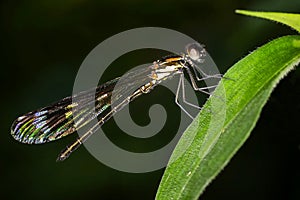 Sharp sideview images of black damselfly