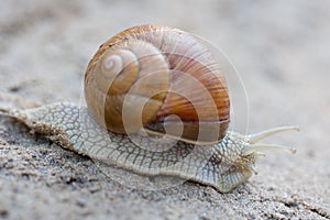 Sharp snail