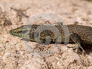 sharp snouted lizard, Dalmatolacerta oxycephala