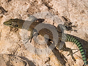 sharp snouted lizard, Dalmatolacerta oxycephala