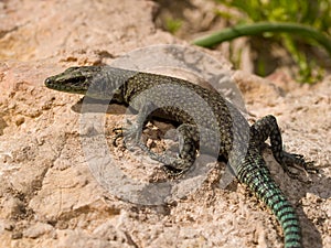 sharp snouted lizard, Dalmatolacerta oxycephala