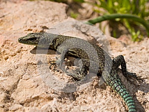 sharp snouted lizard, Dalmatolacerta oxycephala