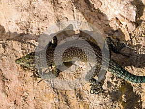 sharp snouted lizard, Dalmatolacerta oxycephala