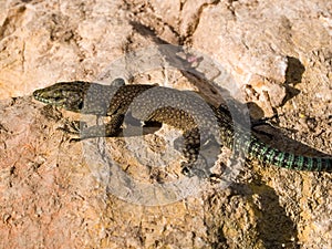 sharp snouted lizard, Dalmatolacerta oxycephala