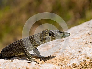 sharp snouted lizard, Dalmatolacerta oxycephala