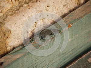 sharp snouted lizard, Dalmatolacerta oxycephala