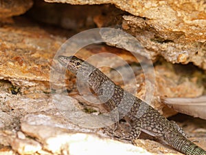 sharp snouted lizard, Dalmatolacerta oxycephala