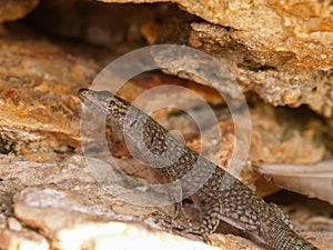 sharp snouted lizard, Dalmatolacerta oxycephala