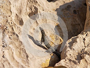 sharp snouted lizard, Dalmatolacerta oxycephala