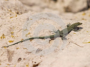 sharp snouted lizard, Dalmatolacerta oxycephala