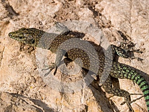 sharp snouted lizard, Dalmatolacerta oxycephala