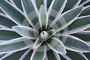 Agave leaves.