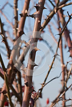 Sharp spines