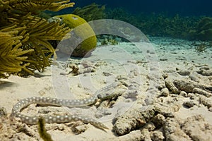 A sharp tail eel slithers along the ocean floor in the Caribbean Sea off the island of Bonaire