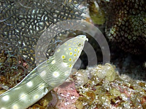 Sharp tailed eel