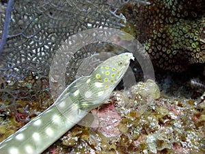 Sharp tailed eel