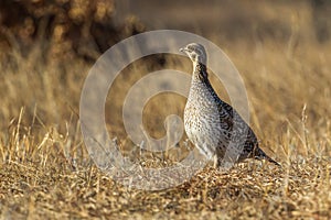 Sharp-Tailed Grouse