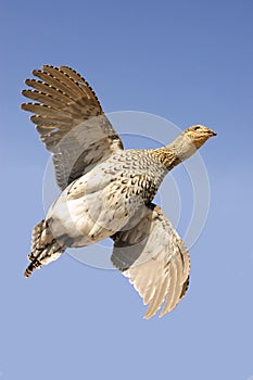 Sharp-tailed grouse