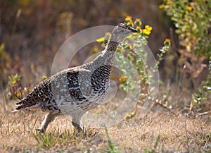 Sharp tailed grouse