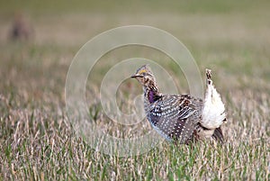 Sharp-tailed grouse