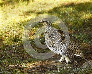Sharp-tailed grouse