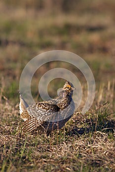 Sharp-tailed Grouse  700455