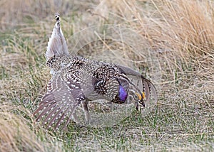 Sharp-tailed Grouse dancing at a lek