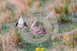 Sharp-Tailed Grouse Lek